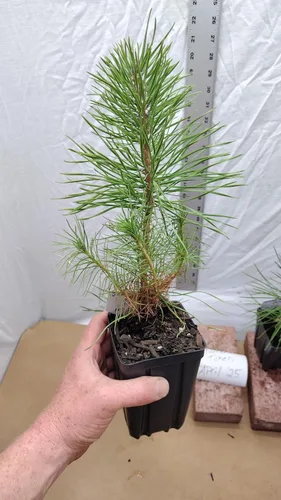 Vista 8 de Pino negro japonés Árbol de 1 año en maceta de vivero. Pinus thunbergii. Pino Thunbergiana. Pino verde. Listo para paisaje o bonsái