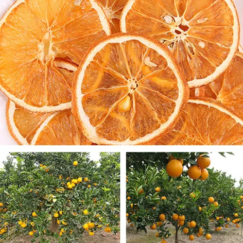 Vista 6 de JTEDZI Rodajas de Naranja Deshidratadas, Rodajas de Naranja Deshidratadas, Rodajas de Cítricos Deshidratadas, Fruta Deshidratada para Cócteles
