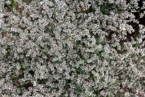 Vista 7 de 30 semillas de flores alemanas Statice White Sea Lavender Goniolimon Tataricum Limonium