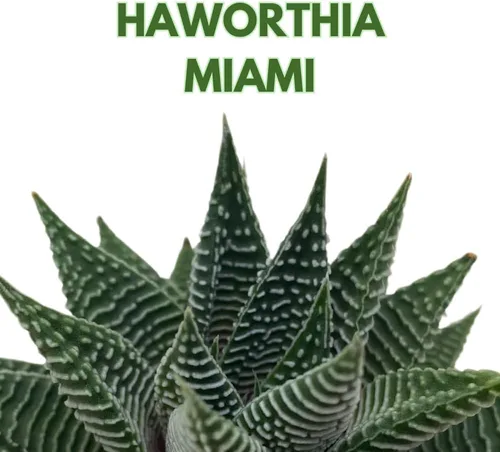 Vista 2 de BubbleBlooms Haworthia Miami, 2 pulgadas wandera Tropiflora Lace Aloe