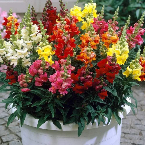 Vista 3 de Mezcla de semillas de Snapdragon Tall multicolor, más de 1000 semillas para plantar sin OMG