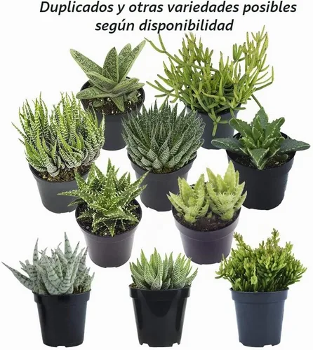 Vista 5 de Altman Plants - Juego de suculentas de escritorio para oficina