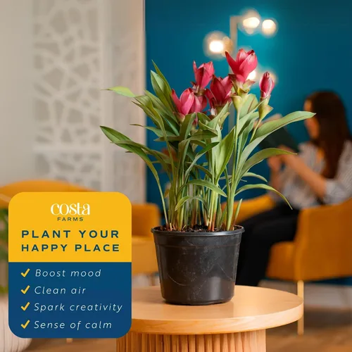 Vista 5 de Costa Farms Curcuma, planta viva de jengibre oculto en maceta de plástico, planta de interior con flores al aire libre, perfecta para decoración