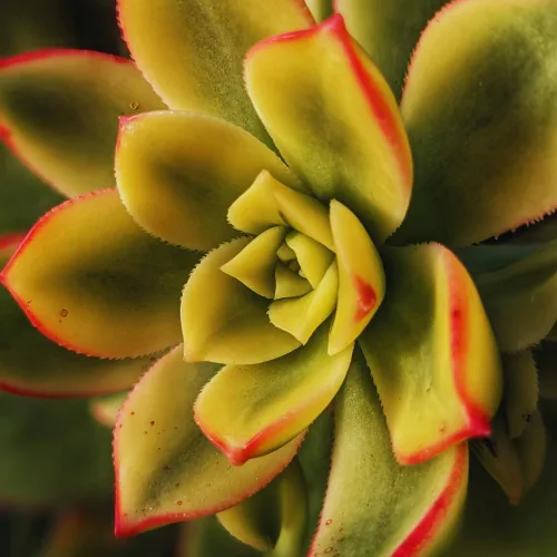 Vista 3 de Aeonium Suculents Plant Live, Aeonium Plant in 4 Inc Pot (amarillo verde)