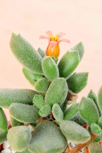 Vista 8 de Cotyledon Tomentosa - Suculenta de pata de oso Cuidado de la suculenta 2 pulgadas Cotyledon Tomentosa Pata De Oso