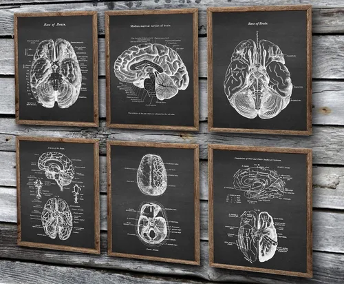 Vista 2 de Gnosis Picture Archive Neuroscience Art set de 6 impresiones sin marco de anatomía del cerebro humano