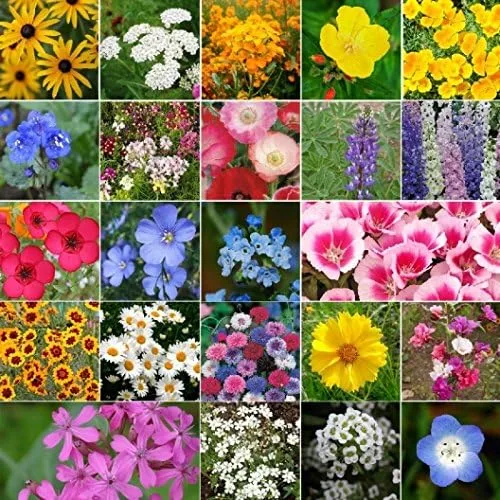 Vista 6 de Mezcla de semillas de flores silvestres de California a granel sin OMG (1 lb) 843,000 semillas