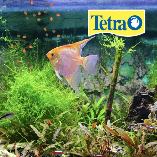 Vista 2 de Tetra Pro Tropical Crisps 6.70 onzas, alimento para pescado, fórmula