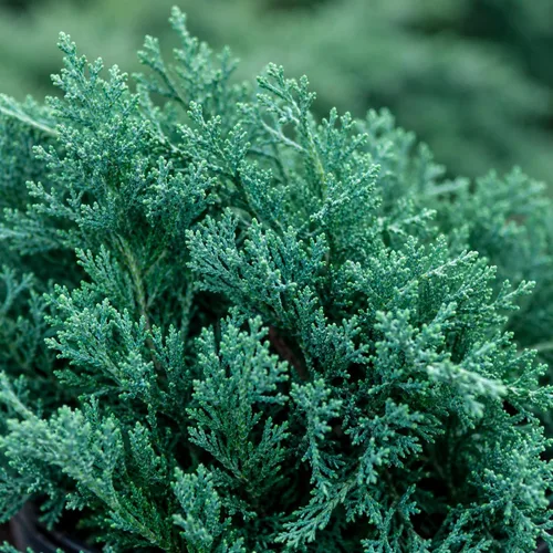 Vista 3 de Blue Rug Juniper - 30 plantas vivas - Contenedor de 4 pulgadas de bajo mantenimiento Evergreen cubierta de suelo
