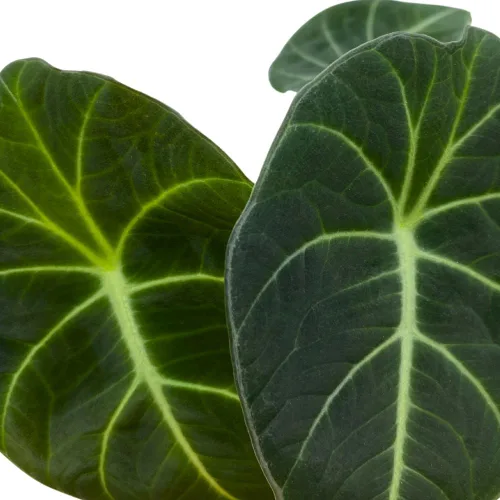 Vista 4 de BubbleBlooms Alocasia Terciopelo Negro, Joya Alocasia en maceta de 4 pulgadas
