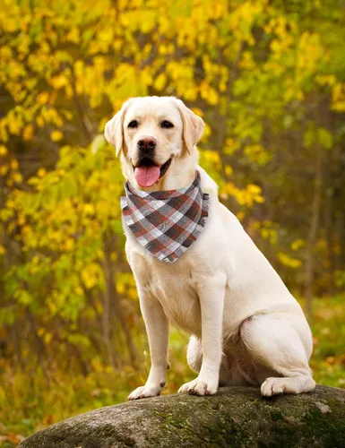 Vista 4 de Bandana de otoño para perro, otoño, Acción de Gracias, a cuadros, reversible, triangular, bufanda, accesorios para perros y mascotas