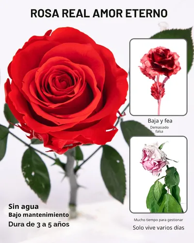 Vista 3 de Flores para Entrega Prime, Rosas Preservadas Regalos de Flores para Mujeres, Rosas Reales Regalos de Rosa Individual para Ella, Regalos