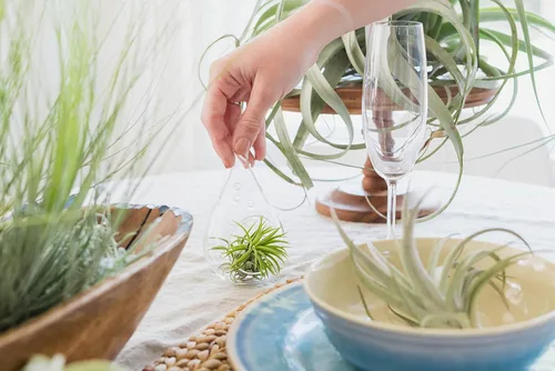 Vista 6 de Paquete de 5 plantas de aire grandes surtidas de Ionantha Rubra – Plantas suculentas vivas para el hogar – Disponible al por mayor y a granel