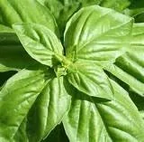 Vista 7 de Semillas de albahaca genovesa (1 lb) a granel sin OMG