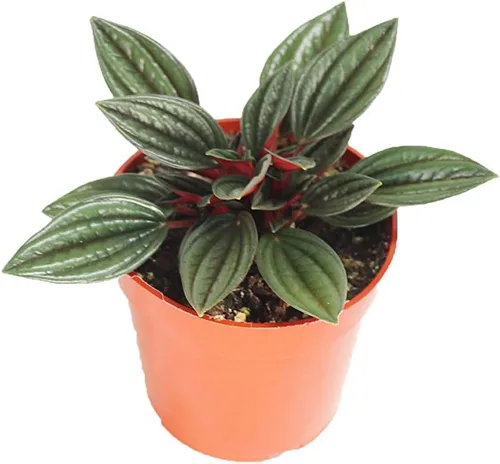 Vista 9 de Peperomia Beetle - 4'' de California Tropicals