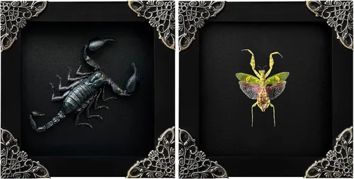 Vista 161 de 2 Real Dragonfly Specimens Shadow Box Framed Insect Display Oddities Curiosities Entomology Collection Natural History Wall Decor Gift for Nature