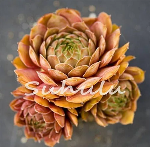 Vista 4 de 200 piezas de semillas de mezcla de suculentas para gallinas y pollitos (Sempervivum Hybridum) Bonsái Plantas de flores para jardín casero 19