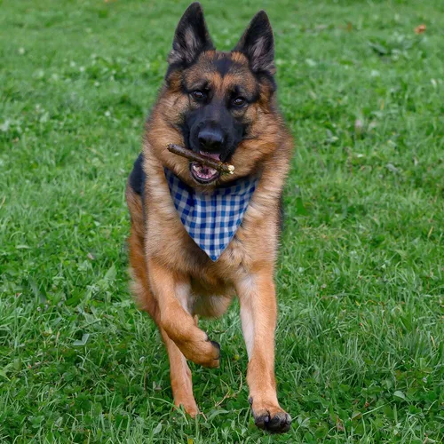 Vista 4 de Bandanas de algodón para perros, paquete de 4, tela transpirable de primera calidad para perros medianos a grandes, cachorros, mascotas Bufanda
