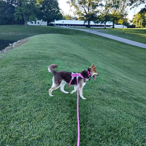 Vista 8 de ZALER Correa Larga para Perro Impermeable Correas de Entrenamiento 50ft 30ft 20ft 15ft 10ft 6ft, A Prueba de Olores Correa Larga de Llamada
