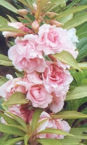 Vista 9 de Generic 100pcs Balsam Camellia Semillas de Flor 100pcs Balsam Camellia Semillas de Flor 100 semillas de flores de camelia de bálsamo