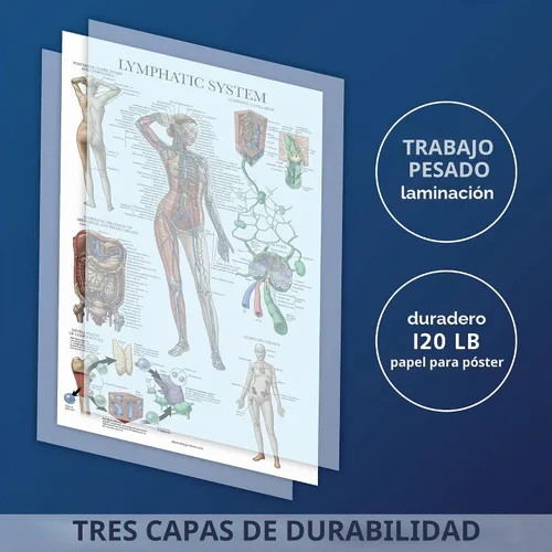 Vista 3 de Palace Learning Paquete de 2 pósteres anatómicos del sistema muscular + tabla de anatomía del sistema linfático
