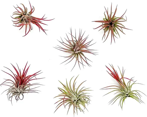 Vista 13 de ragnaroc Plantas de aire – Druida Tillandsia Ionantha, Regular 2-3 pulgadas – 3 ct – Llegada viva garantizada – Plantas de interior para decoración