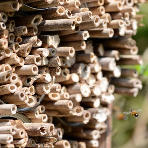 Vista 4 de 100 tubos de abeja de caña, tubos naturales de abeja, repuesto de tubo de abeja, tubos de casa de abejas masón, insertos de cartón, suministros