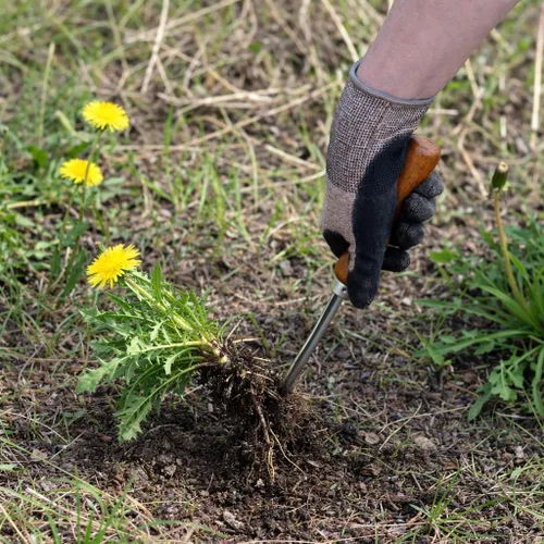 Vista 2 de Herramienta de extracción de malezas de diente de león de mano de 13 pulgadas - Herramienta de eliminación de raíces de desmalezadora de jardín