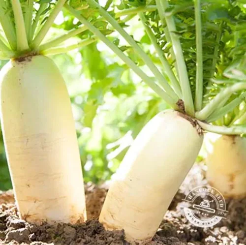 Vista 3 de Hancock Seed Co. Semillas de rábano Daikon, 50 libras.