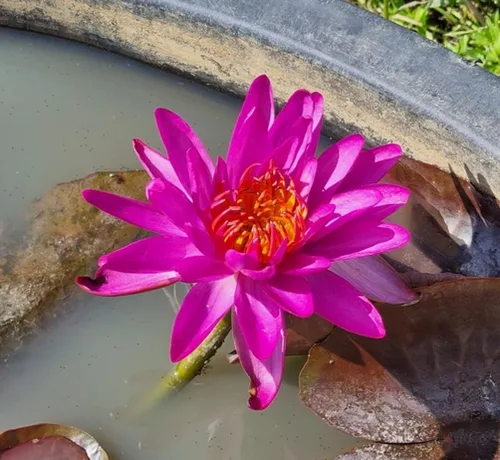 Vista 5 de 35 piezas Tazón de semillas de loto mezclado lirio de agua para plantar agua Características Bonsai Lotus Flower Interior Exterior Jardín Estanque