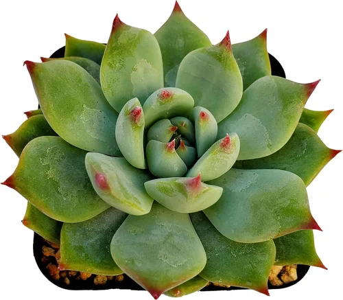 Vista 7 de Fat Plants San Diego Live Echeveria Planta Suculenta Híbrida, Lola