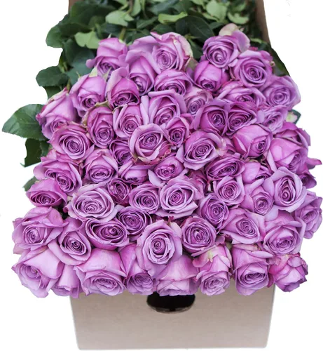 Vista 2 de Blooms2Door - 25 Rosas Rosadas (Fresco - 19.7 in) - Flores Frescas para Cumpleaños, San Valentín y Día de la Madre