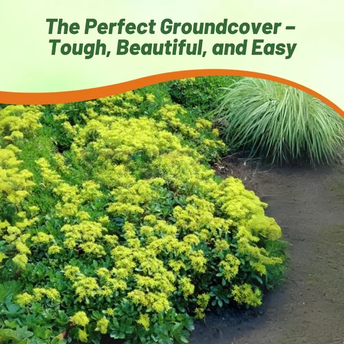 Vista 6 de Outsidepride Hybridum Sedum Seeds - 1000 semillas perennes de cobertura del suelo para plantar, plantas suculentas resistentes al frío y tolerantes