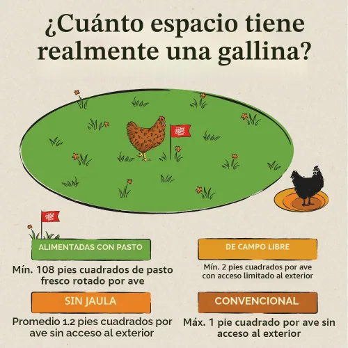 Vista 5 de Docena de huevos orgánicos Vital Farms. Huevos grandes, marrones con certificado
