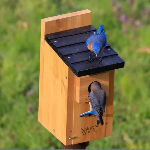 Vista 7 de Wild Wings WWCH3 Cedro Blue Bird Box House