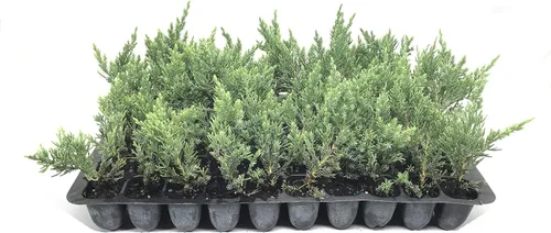 Vista 2 de Juniper Parsoni - 3 plantas vivas - Juniperus Squamata Expansa Parsons - Cubierta de suelo de hoja perenne resistente a la sequía resistente al frío
