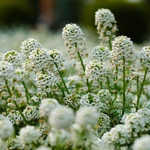 Vista 2 de Outsidepride Semillas de Alyssum dulces perennes – 1 libra de semillas blancas de lobularia marítima para cobertura del suelo, jardines aptos