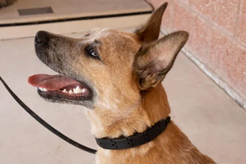 Vista 6 de Collar Star Mark Pro para entrenamiento de perros pequeño
