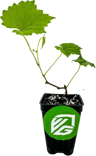 Vista 2 de Alachua Muscadine Grape Vine (paquete de 1) Planta viva por Wellspring