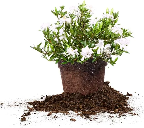 Vista 11 de Planta viva resistente a las heladas Gardenia de Perfect Plants, maceta de 1 galón Gardenia a prueba de heladas