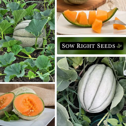 Vista 4 de Sow Right Seeds - Semillas de melón Honey Rock para plantar - Paquete de reliquia sin OMG con instrucciones para plantar un huerto casero - Cultiva
