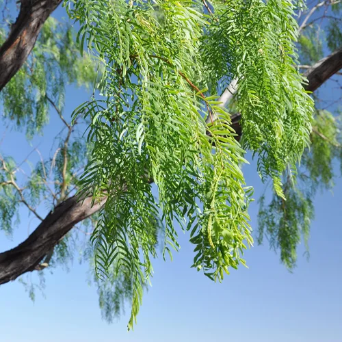 Vista 6 de YEGAOL Garden - 5 semillas de prosopis glandulosa de miel, mezquita glandular, fragante de Algarroba que atrae a las abejas tolerantes al calor