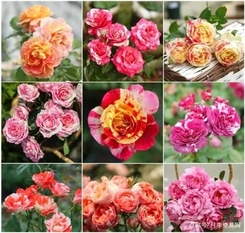 Vista 3 de 1000 semillas + Muti Color Mix Rose Seeds - Flores exuberantes, perennes, mariposa fragante trepadora de vid, semillas de flores. Semillas de rosa