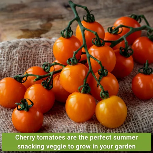 Vista 4 de Sow Right Seeds - Colección de semillas de tomate cherry para plantar - Tomates cherry negros, rojos grandes, blancos, naranjas, cherry bicolor