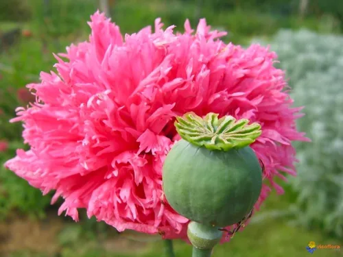 Vista 3 de Terry Poppy Mix - Semillas de doble flor para plantar flores anuales
