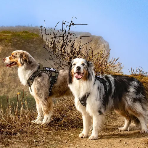 Vista 8 de rabbitgoo Arnés táctico para perros pequeños, chaleco de servicio militar sin tirones con asa y Molle, de fácil control para entrenar y caminar