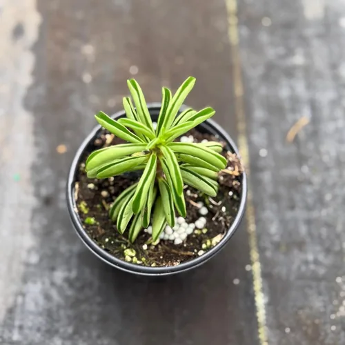 Vista 8 de Peperomia Ecuador Live Plant - Pet-Safe Indoor Decor