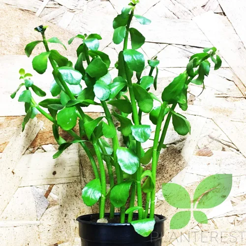 Vista 3 de Decoraciones de plantas de acuario vivas en maceta Bacopa Monniera BUY2GET1FREE