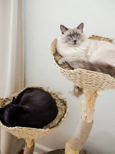 Vista 6 de Torre de Árbol para Gatos Moderna, Condominio de Lujo con Ramas Reales, Torre de Gatos de Madera, Árbol para Rascar Gatos, Condominio para Gatos