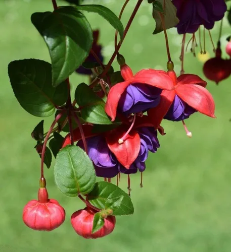 Vista 6 de 100 piezas de semillas de flores fucsias perennes para el hogar, bonsái